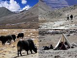62 Mount Kailash East Face, Yaks, Nomad Tents On Descent Down Eastern Valley On Mount Kailash Outer Kora The trail gradually descends down the Eastern Valley past a view to the Kailash East Face, yaks and temporary nomad tents.